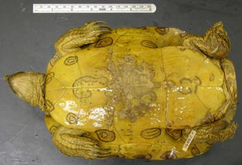 Media type: image; Herpetology R-36862